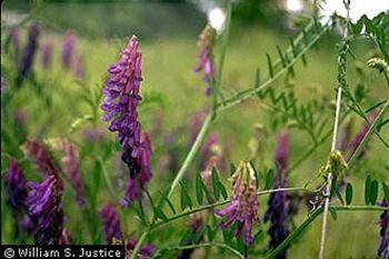 ماشک گل خوشه ای یا قره ماش